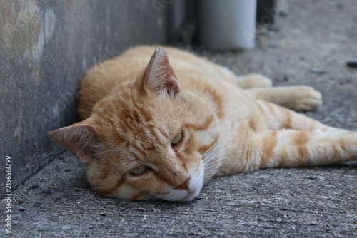 Boss cat