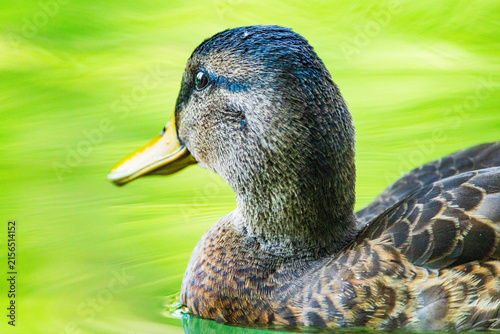 Wildlife on Mreznica river in Croatia, close-up portrait of wild ducks swimming on green water surface in summer