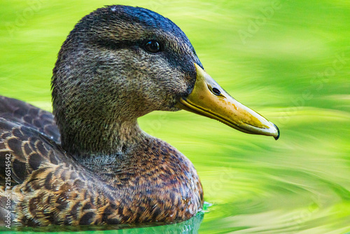 Wildlife on Mreznica river in Croatia, close-up portrait of wild ducks swimming on green water surface in summer