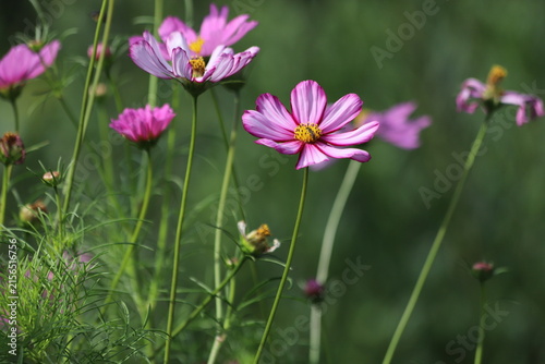 Pink and white cosmos bipinnatus blooming in the garden.