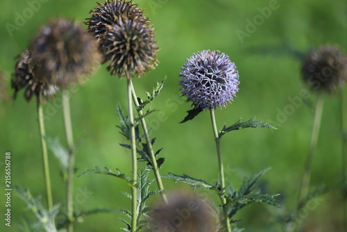 Echinops sphaerocephalus known as Great Globe Thistle or Pale Globe Thistle.
