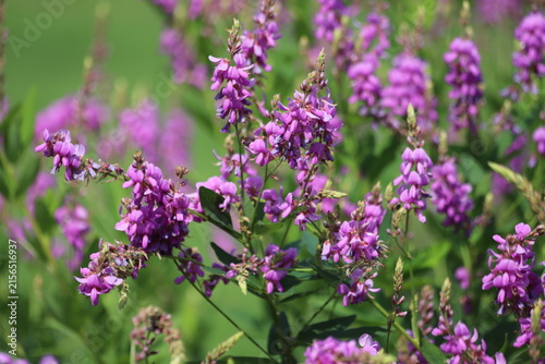 Blossoming galega officinalis, goat rue. Medicinal herb.