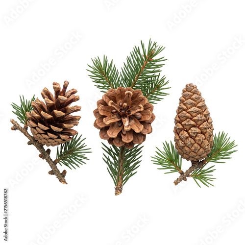 Three pine cones with green pine needles isolated on transparent background.