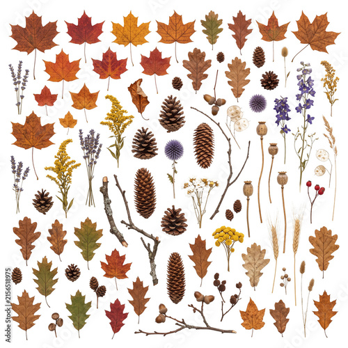 Colorful autumn leaves and pine cones scattered arrangement on transparent background.