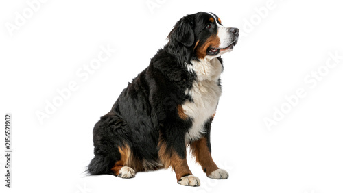 Fotografía Bernese mountain dog sitting calmly isolated on a white background pet portrait
