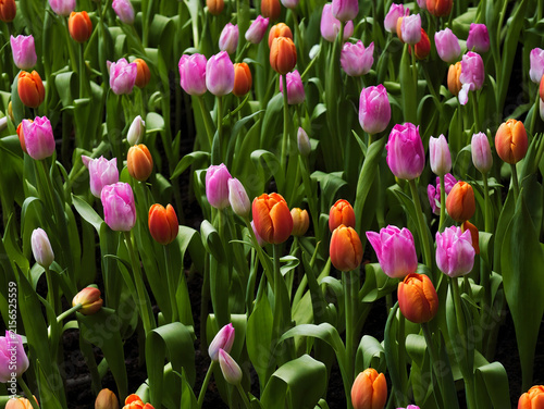 Vivid color photograph, vibrant field of blooming tulips. beauty, bloom, color, blossom, renewal, background, fresh, peace, flower, growth, grown up, vibrant, magenta, petal, freshness, spring