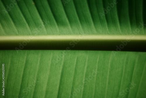 Quadro su tela The banana leaf shows the vibrant green veins and leaf stalk in a close-up view
