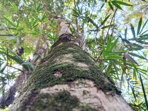 Low-angle view of moss-covered tree trunk in a bamboo forest