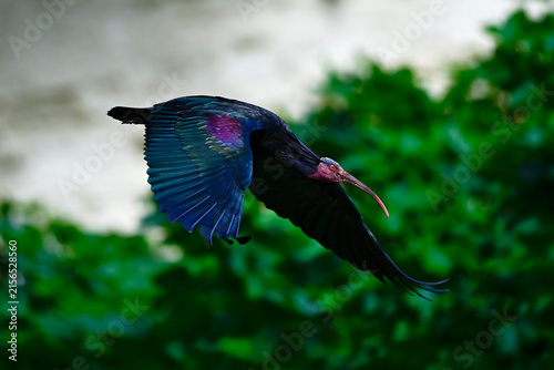 flying Northern bald ibis  // fliegender Waldrapp (Geronticus eremita) - Vejer de la Frontera, Andalusia, Spain