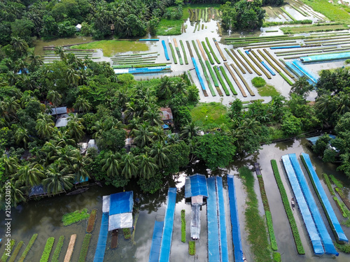 Aerial view of floating seedbeds with blue plastic covers and lush palm trees in the flooded agricultural landscape of Pirojpur Pourashava, Barisal Division, Bangladesh.