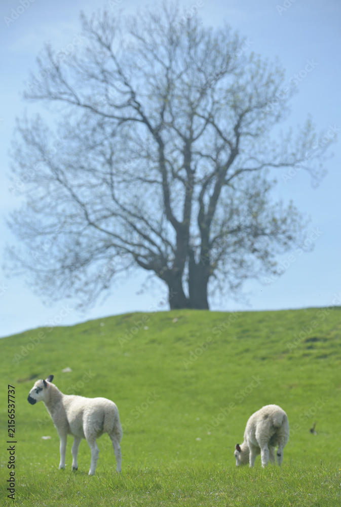 Fototapeta premium Lambs in field near Aysgarth in Wensleydale, Yorkshire Dales National Park