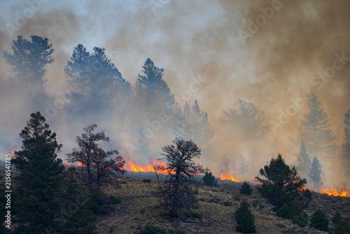 Wind Driven Flames in a dry forest