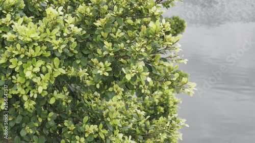 green moss on the stone