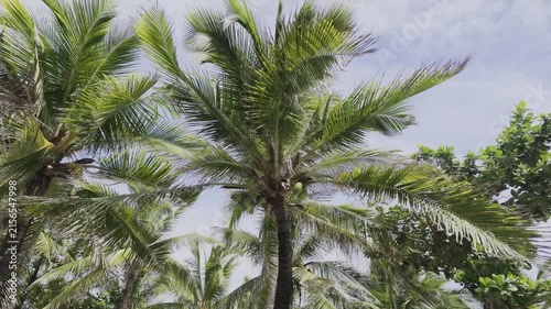 coconut palm tree
