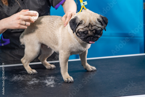 Pug grooming. Brushing during shedding season. Using fur brush. Pug is in grooming salon with veterinarian. Pet care and grooming. Pet grooming salon