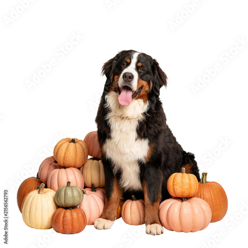Bernese Mountain Dog sitting among a pile of colorful harvest pumpkins isolated on transparent or white background, png