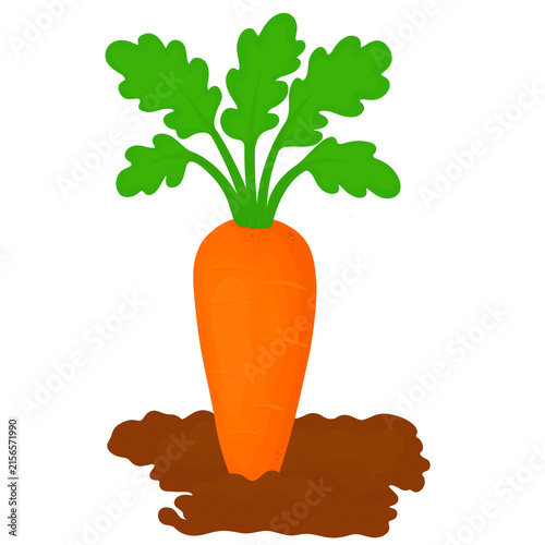 Fresh orange carrot growing in brown garden soil with green leafy tops.