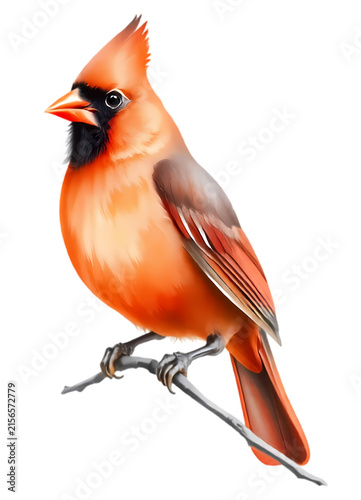 cardinal bird perched on a branch
