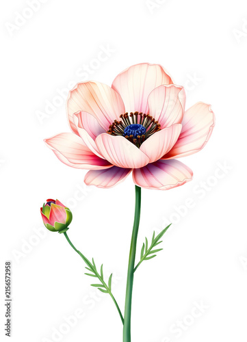 pink poppy flower with a budding stem