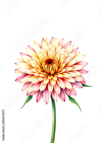 pink and yellow chrysanthemum flower
