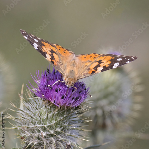 A painted lady butterfly, vanessa cardui, rests with open wings on a vibrant purple thistle flower in soft light.
