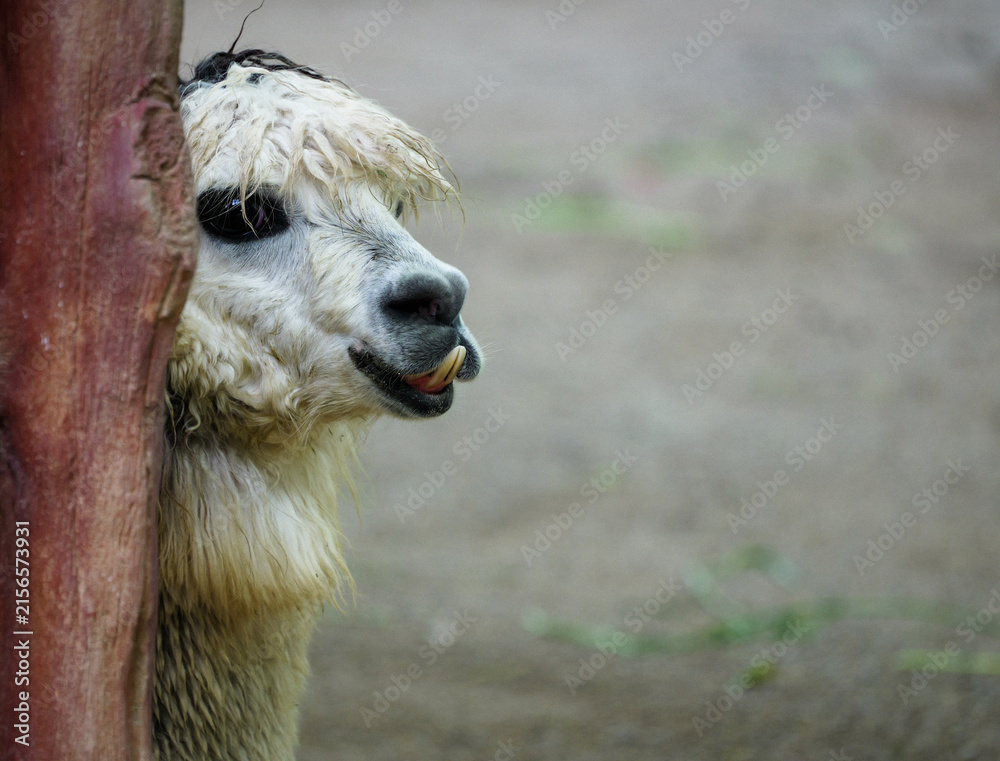 Naklejka premium The funny moment of a cool alpaca hiding with its teeth showing