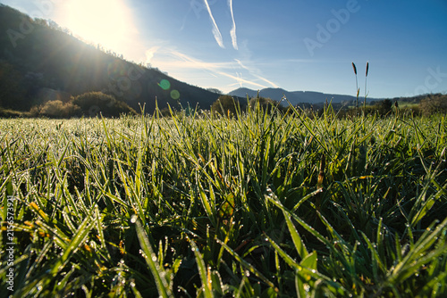 Dewy green meadow in the morning back lighting before mountains.