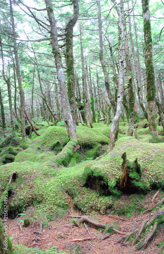 北八ヶ岳苔の森 (もののけの森)