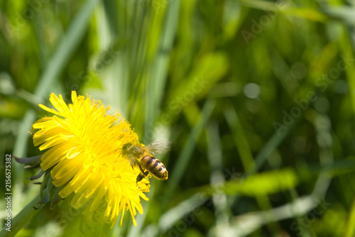 Bee approaching a yellow dandelion flower.