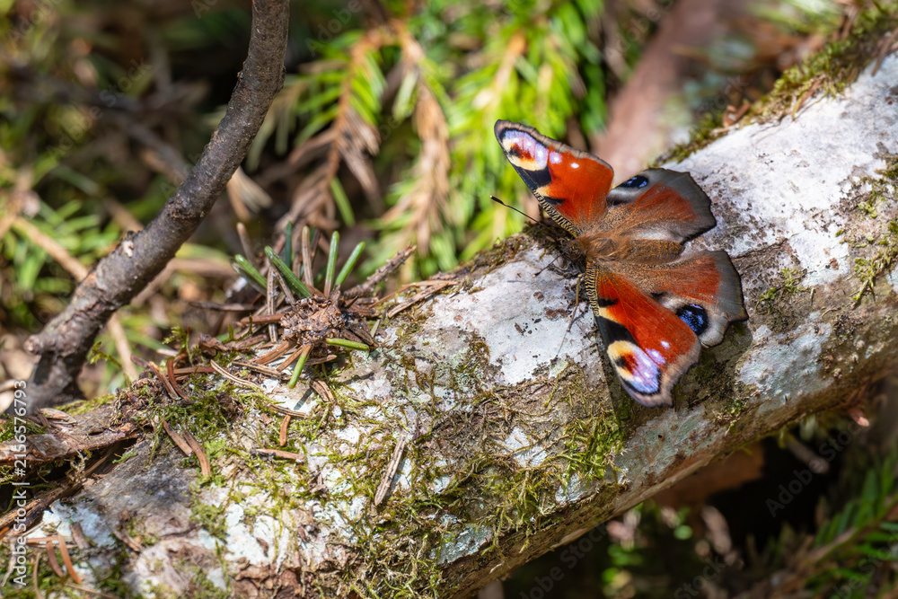 Naklejka premium European peacock butterfly resting on a mossy fallen tree log in a wild forest in Latvia, close up top view