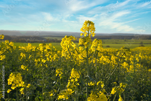 Rapeseed Field in the Evening Sun.