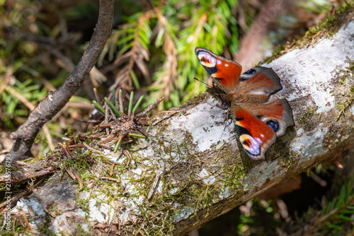 European peacock butterfly resting on a mossy fallen tree log in a wild forest in Latvia, close up top view