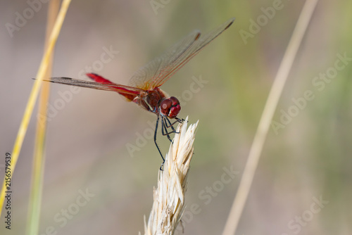 Male red-veined darter dragonfly perching on a dry grass stalk in a sunny wild field, detailed macro shot