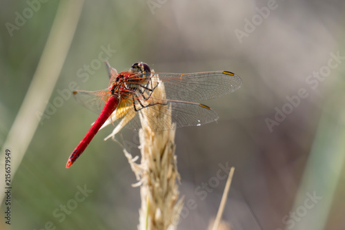 Male red-veined darter dragonfly perching on a dry grass stalk in a sunny wild field, detailed macro shot