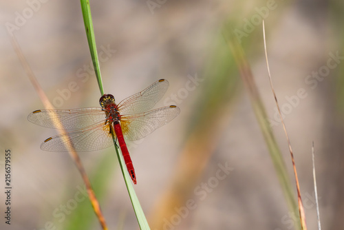 Male red-veined darter dragonfly perching on a green grass blade outdoors in wild nature, macro top view