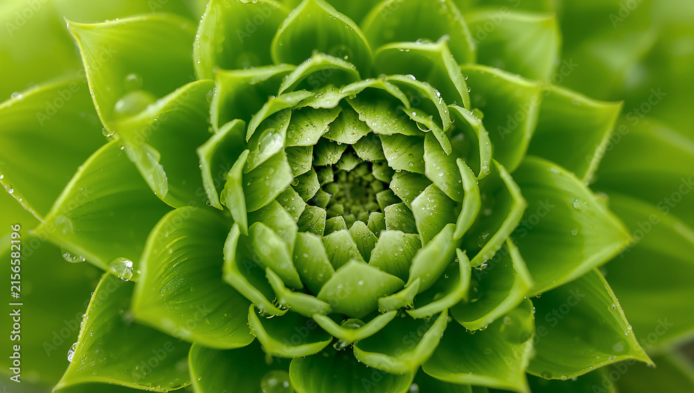 Obraz premium Macro view of succulent plant green leaf pattern with water droplets succulent botanical droplets close-up symmetry geometry freshness abstract beautiful background environment evergreen