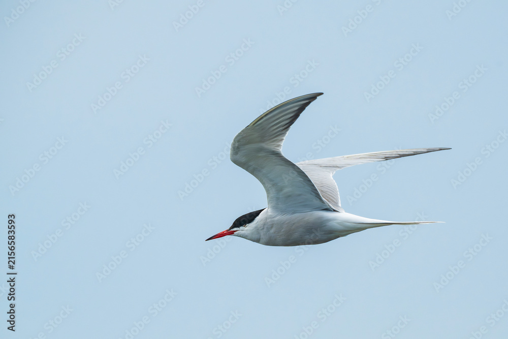 Obraz premium Common tern bird flying against clear blue sky in wild nature, elegant seabird in flight in Latvia