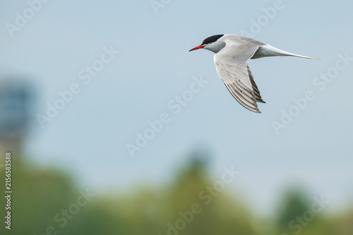 Common tern bird flying against clear blue sky in wild nature, elegant seabird in flight in Latvia