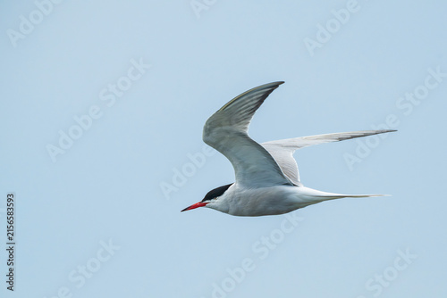 Common tern bird flying against clear blue sky in wild nature, elegant seabird in flight in Latvia