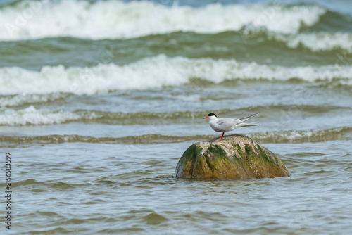 Common tern perched on mossy rock in wavy sea, coastal wildlife bird standing in water in Latvia