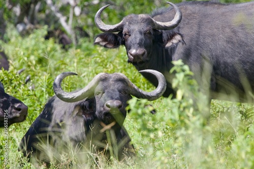 Cuadro en lienzo Buffalo Chobe NP