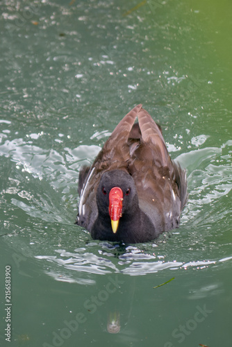 Canvastavla A moorhen (gallinula chloropus) in a canal
