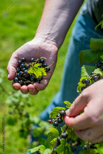 A hand picks fresh blackcurrant from a green bush outdoors