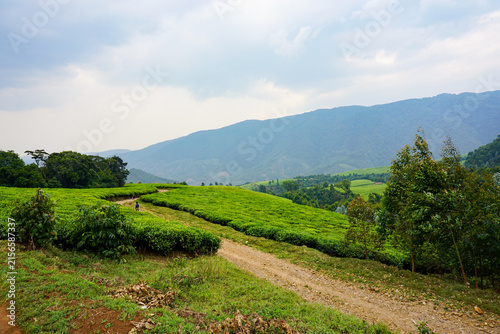 Lush tea fields roll toward a misty mountain valley, creating a peaceful rural landscape suitable for travel, tourism, environmental, and nature-focused content.