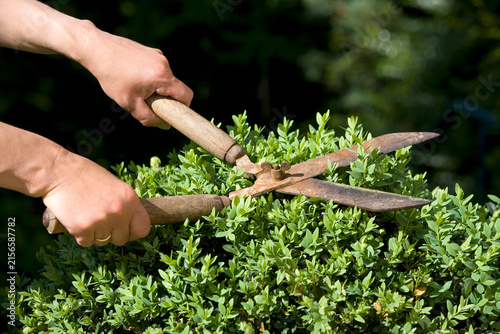 Germany, Baden-W�rttemberg, Stuttgart, Person trimming boxwood with hedge clippers