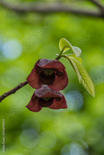 Two wine-colored flowers Asimina triloba hang upside down on stem. Their petals have subtle veins, while above them, fresh green leaves shine in springtime sunshine.