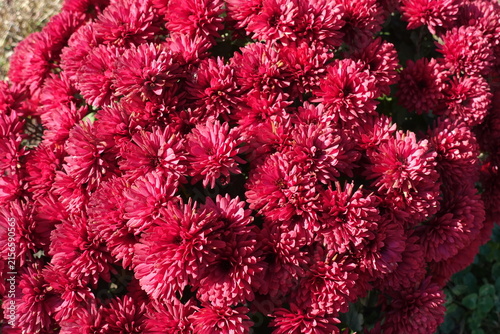 Fotografie Gobs of red flowers of Chrysanthemums in october
