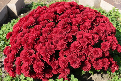 Numerous red flowers of Chrysanthemums in October