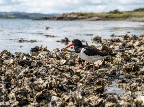 A pied oystercatcher bird with a distinctive long orange-red beak foraging on a rocky shoreline covered in discarded oyster shells at low tide with a blurred coastal background.