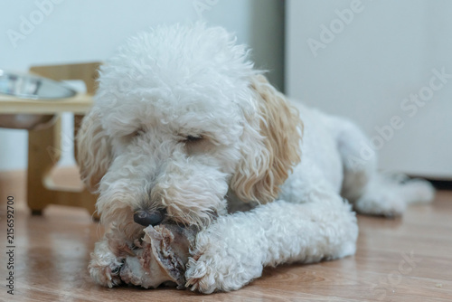 Foto charming white poodle puppy is lying on the floor and gnawing on a bone